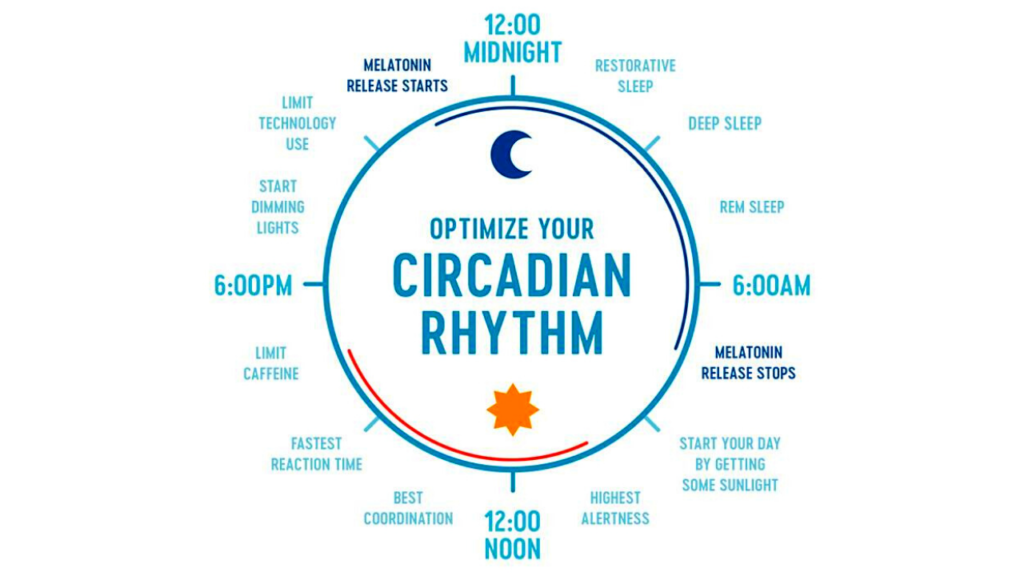 how to optimize your circadian rhythm